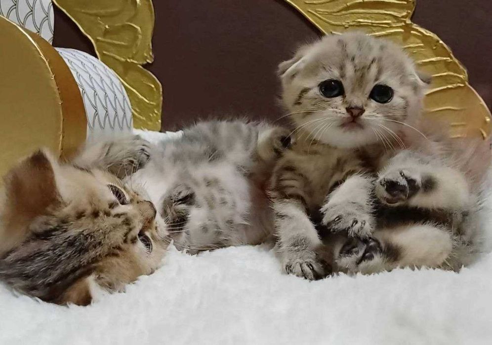 золоті мармурові котики і кошенятка