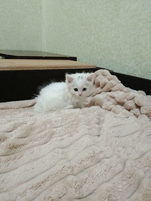 Віддам кошетят у добрі ручки