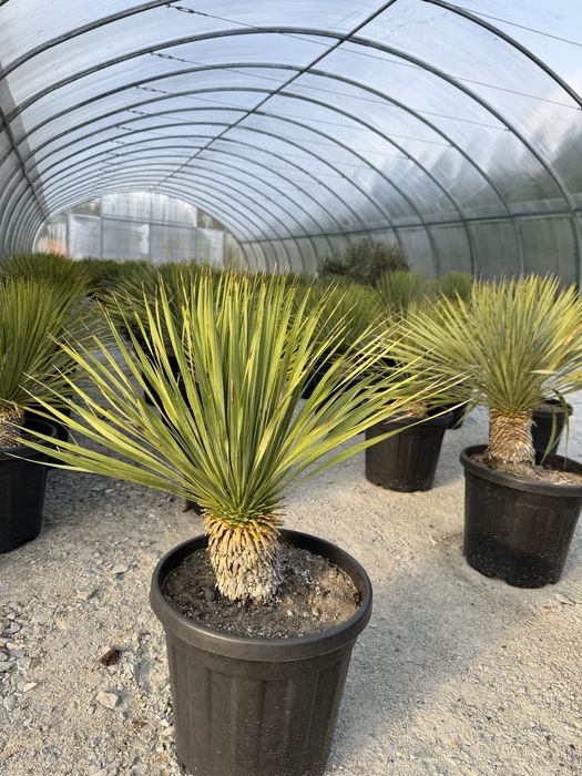 Juka Rostrata Yucca Rostrata 85 cm