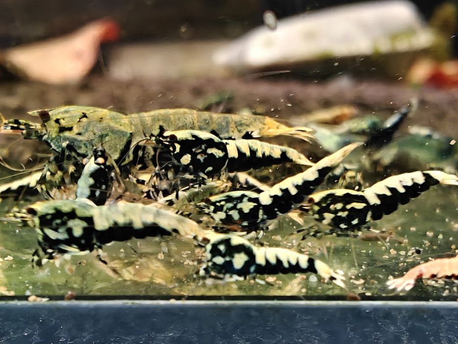 Krewetki Caridina BOA