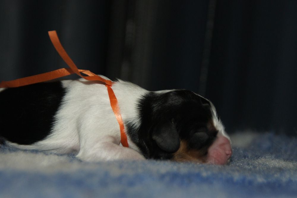 Cavalier King Charles Spaniel