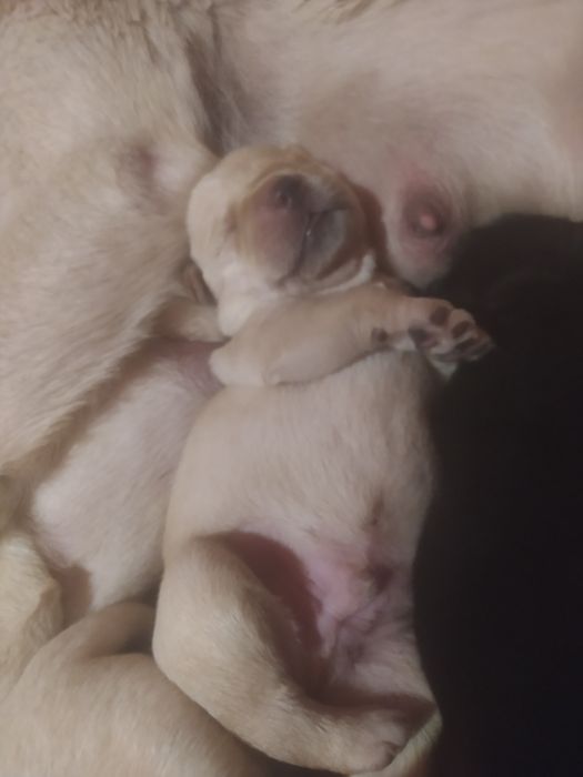 Чистокровні лабрадори .