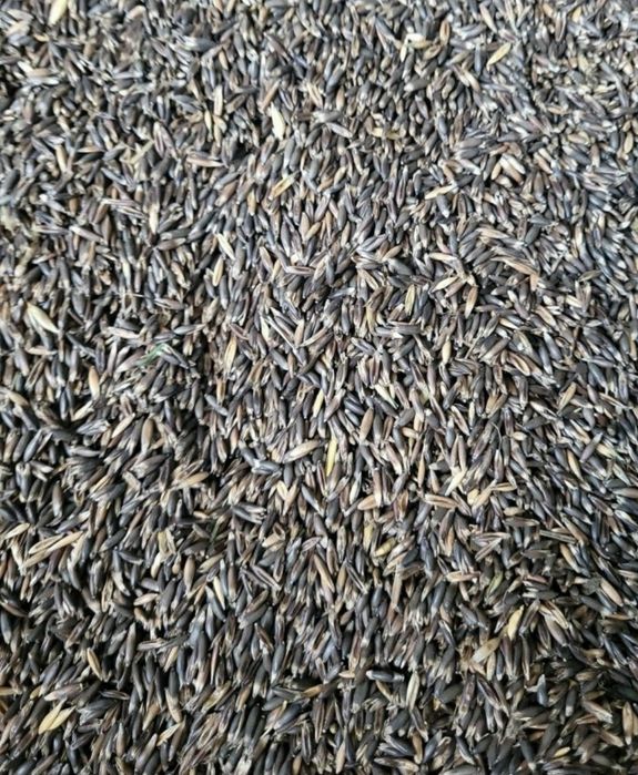 Sprzedam owies gniady (czarny)