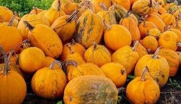 Продам гарбузи, сорт Український багатоплідний. 4 грн за кілограм. Можливий торг