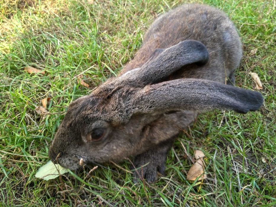 Кролики вакциновані на природному вигодовуванні.