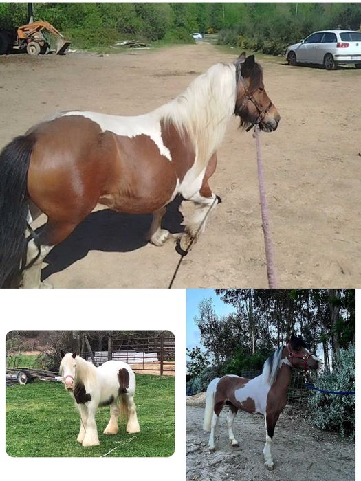 Excelente exemplar pônei femea