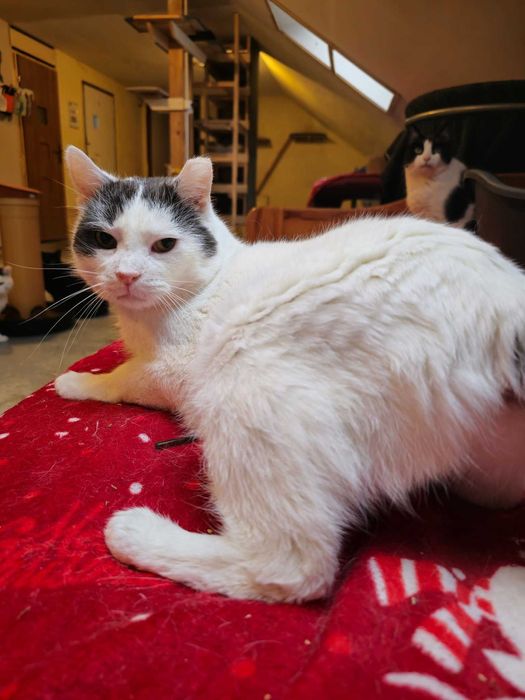 Oddam kota - Dante szuka domu.