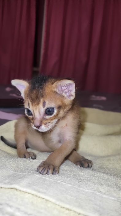 Абіссінські кошенята класу Luxury 
Дата народження: 15.02
2 дівчинки