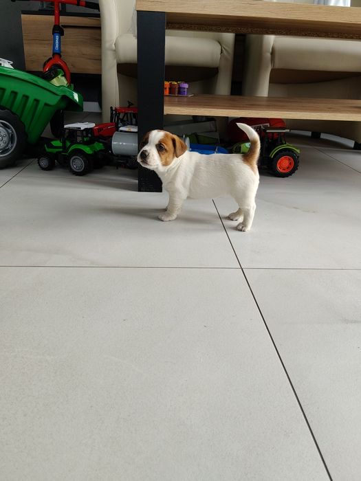 Jack Russell Terrier suczka