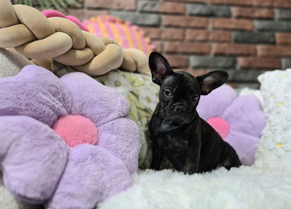 dziewczynka buldog francuski gotowa do odbioru