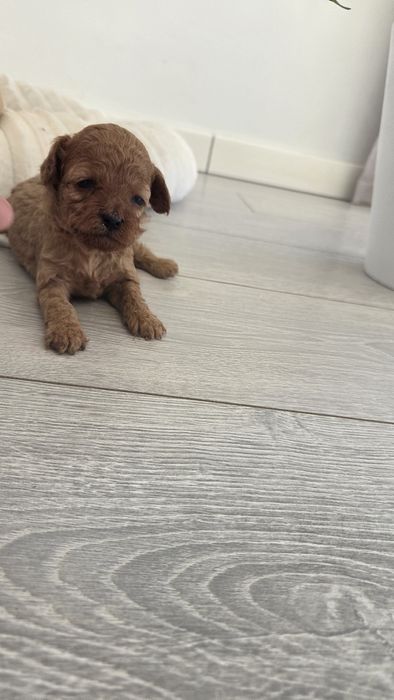 Pudel toy mała suczka badania