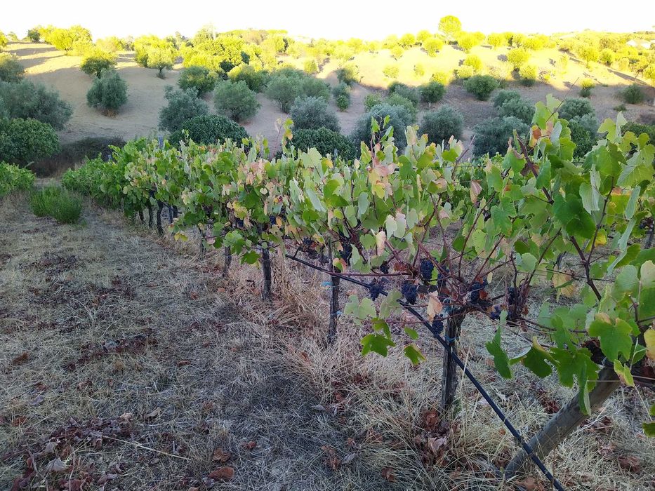 Uvas Tintas Piriquita e Aragonês