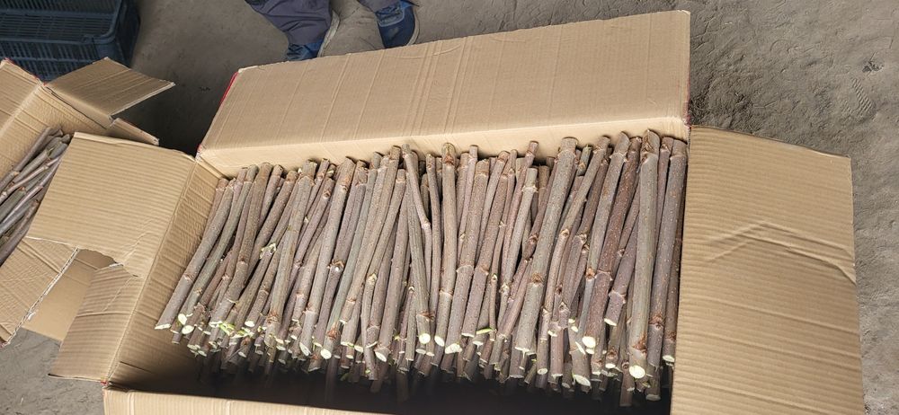 SZTOBRY, zrazy bez czarny