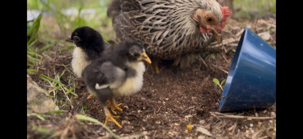 Dois pintos Bantam de Pequim