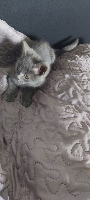 Brytyjska kotek Leon