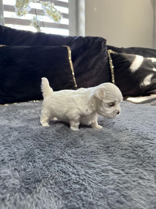 Maltańczyk szczenie