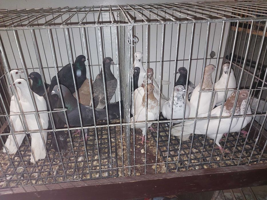 Sprzedam gołębie
