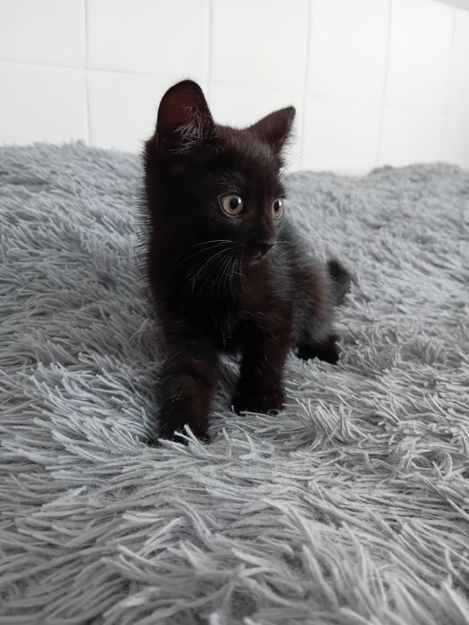 Кошеня Безкоштовно!