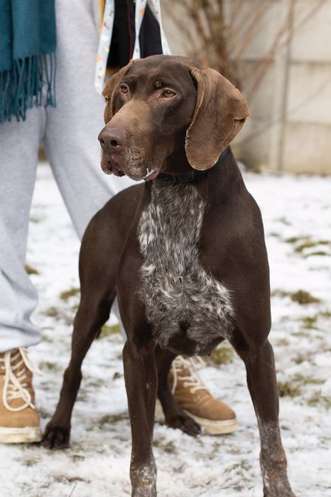 Piesek okolo 6 lat