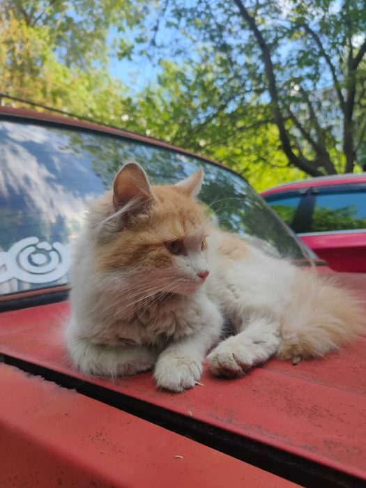 Молодой красотунчик котик Фреди ищет дом!