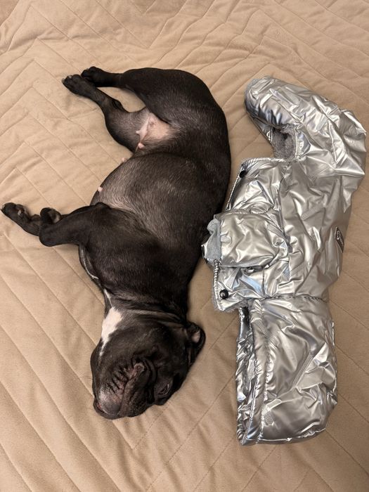 Зимова куртка для малих собак, зимовий комбінезон для собак