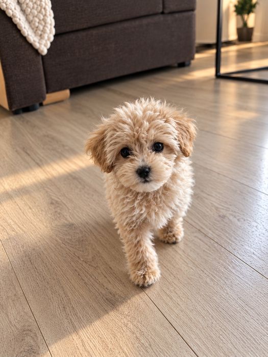 Malutka dziewczynka maltipoo