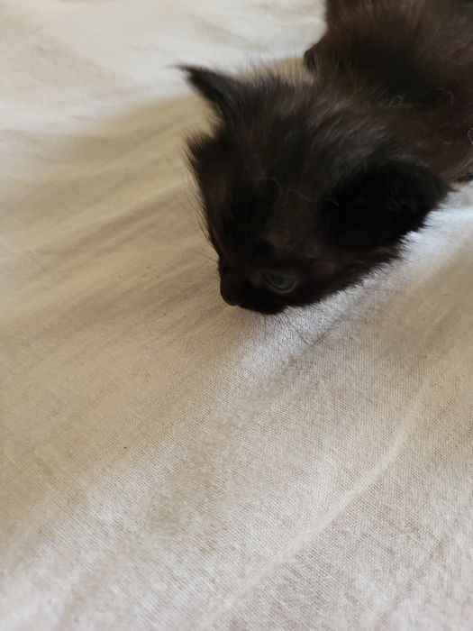 gatinha fofa peludinha