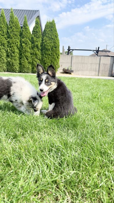 Border collie suczka