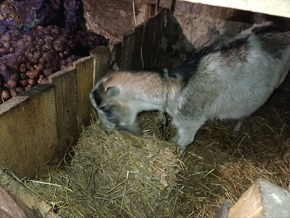 Продам добру козу