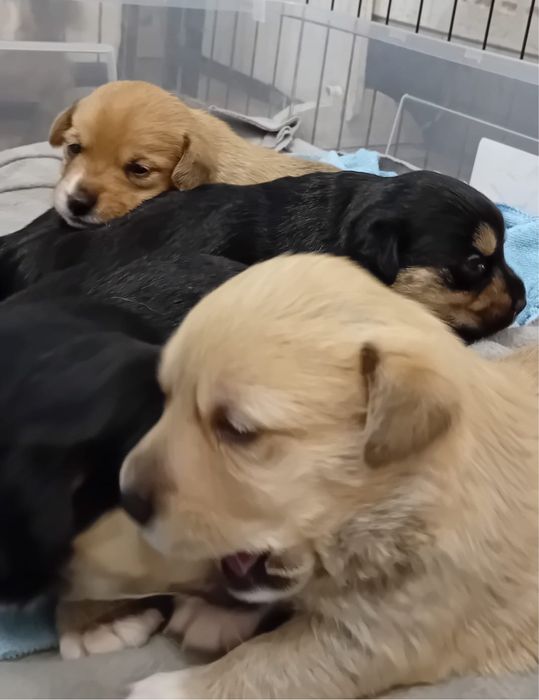 Sunie szukają odpowiedzialnych domów