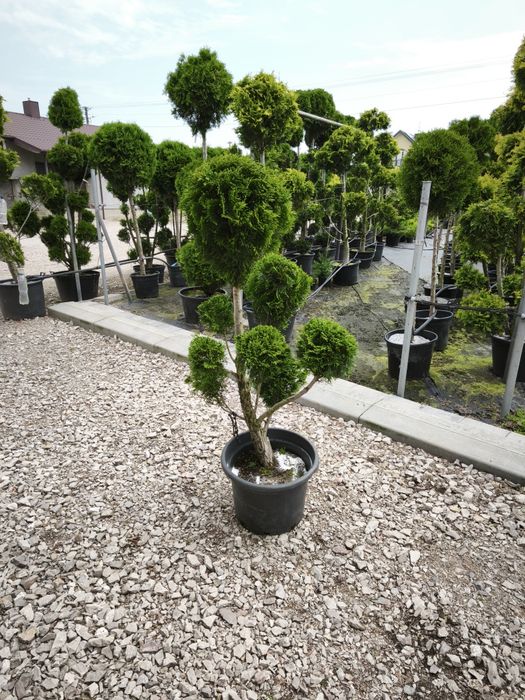 Bonsai tuja szmaragd formowana w kulę