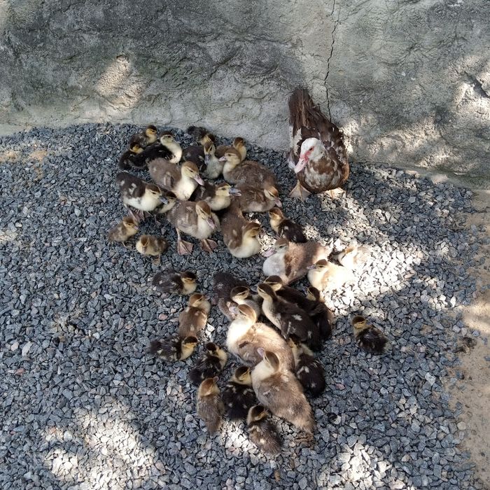 Домашні каченята шептуни