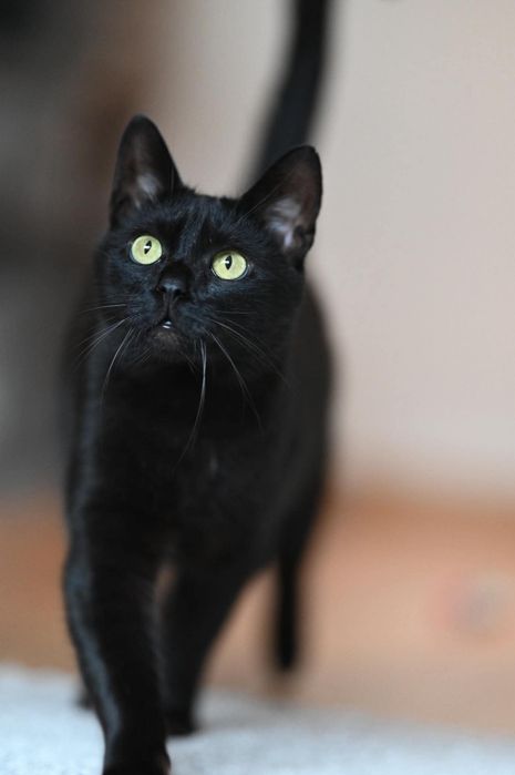 Słodki Figiel czeka na adopcje