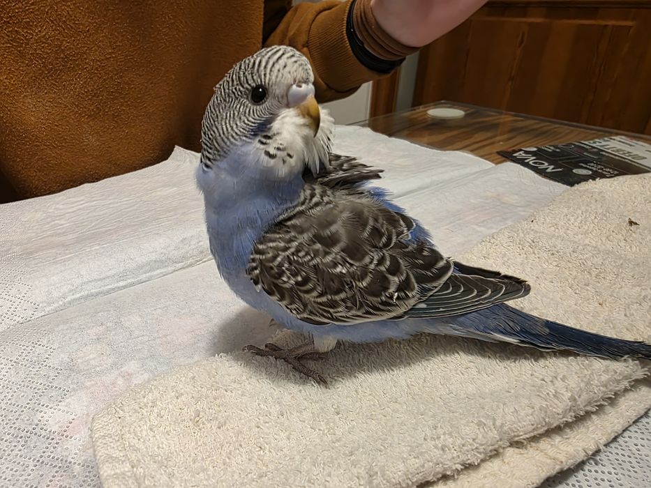 Papuga falista młoda