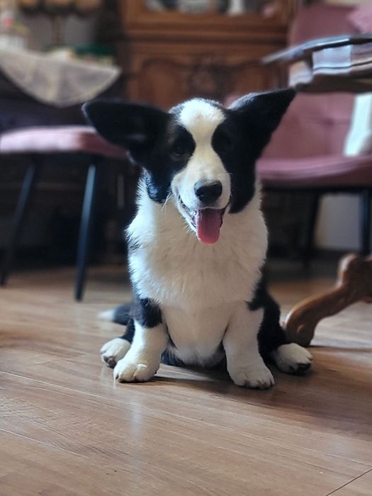 Welsh Corgi Cardigan FCI