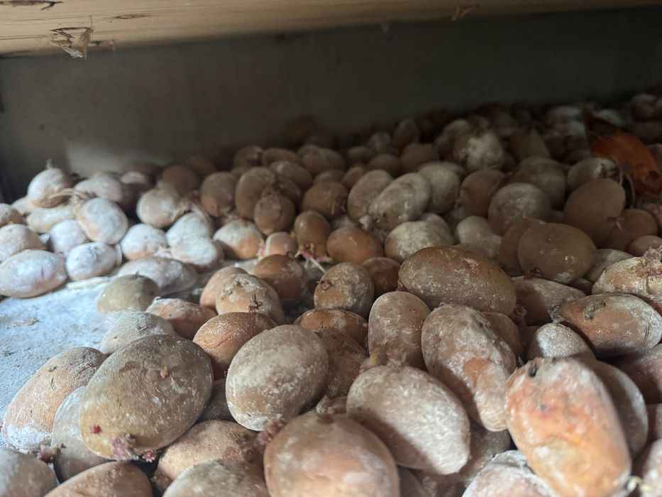 Batata Semente -Menphis