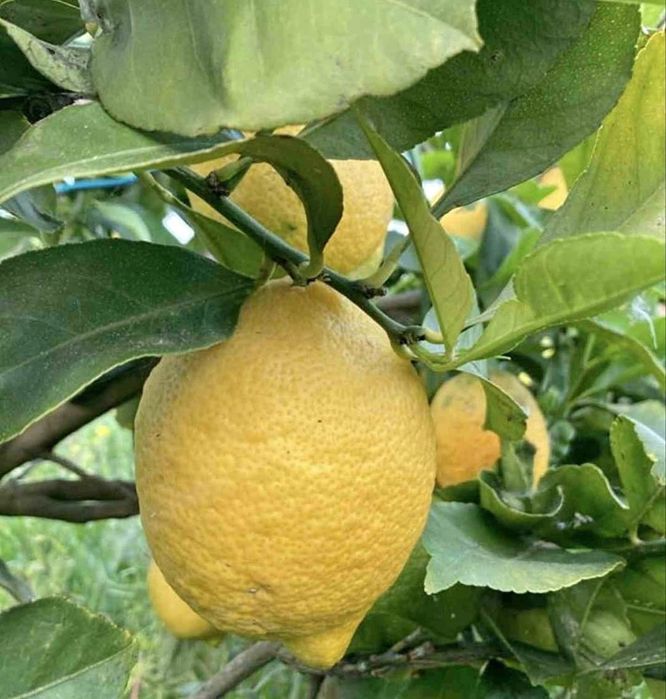 Limão 100% biológico