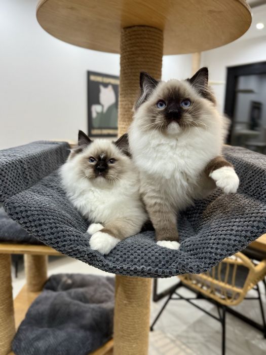 Ragdoll kocurek z umaszczeniem sea mitted z profesjonalnej hodowli FPL