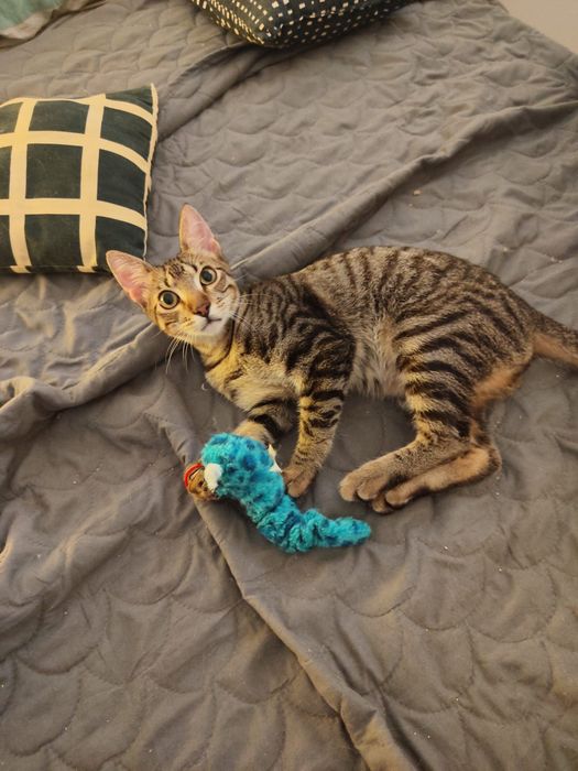Gatinho bebe para adoção