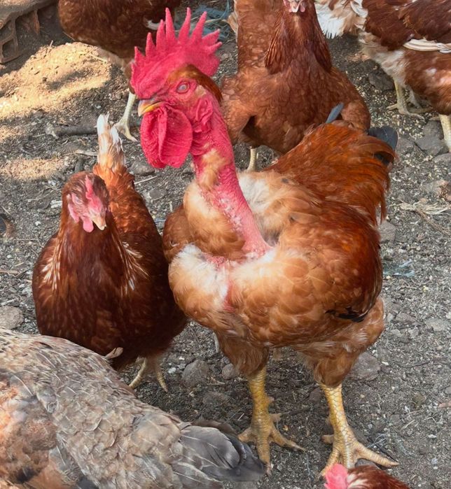 Pintinhos com 5 dia 1,20 cada pinto