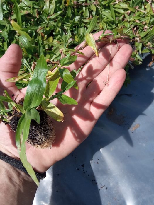 Relva Brasileira 84 pés