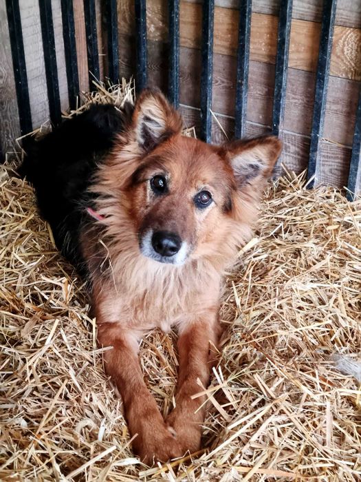 Cudna, kochana, tulasna, porzucona, sunia prosi o dom