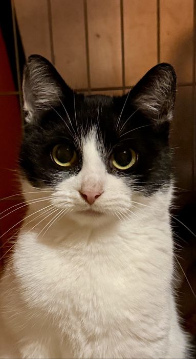 Miziasta Lenka szuka domu