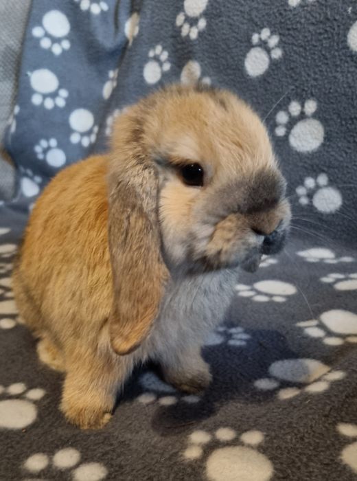 Królik baranek mini lop