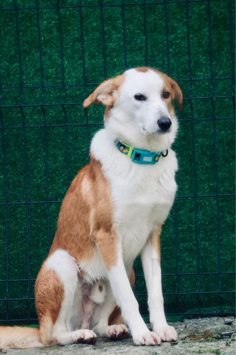COOKIE - cachorro para adoção responsavel