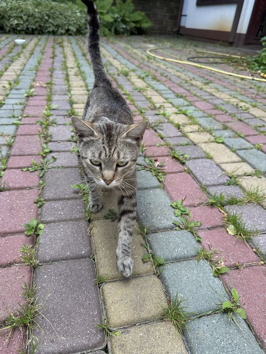 Хлопчик , котеня 5 місяців шукає родину
