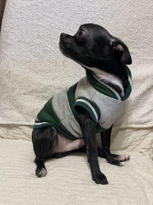 Продам чіхуахуа міні 1рік маленький