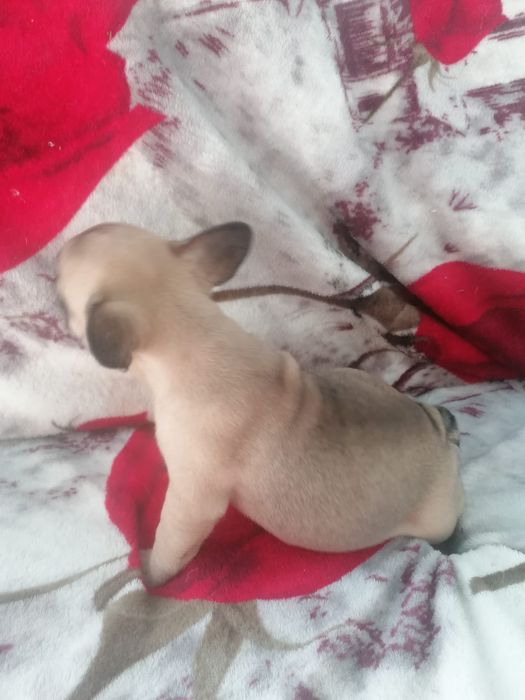 Bulldog francês faune  Miniatura