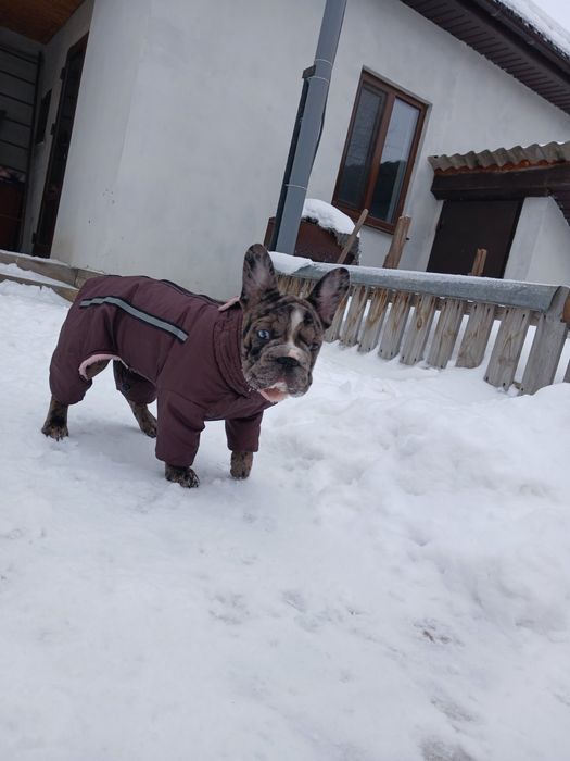 Девочка 5 месяца французский