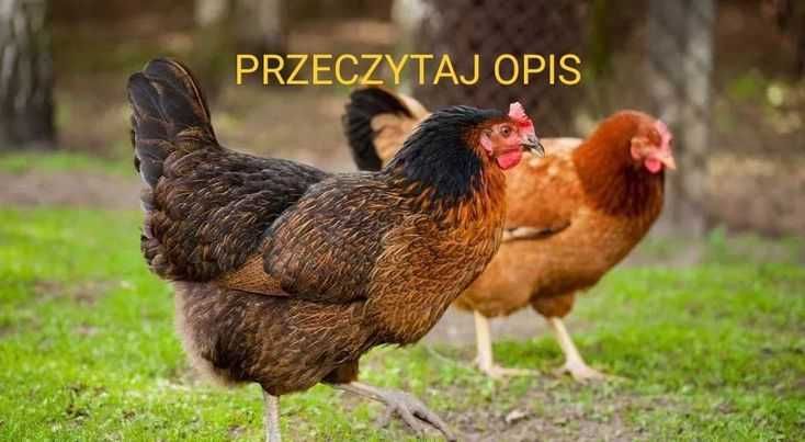 Kury nioski,dowóz gratis,hurt detal, producent 888 dwa cztery zero 090